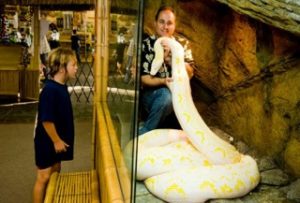 Twinkie, World's Largest Albino Python