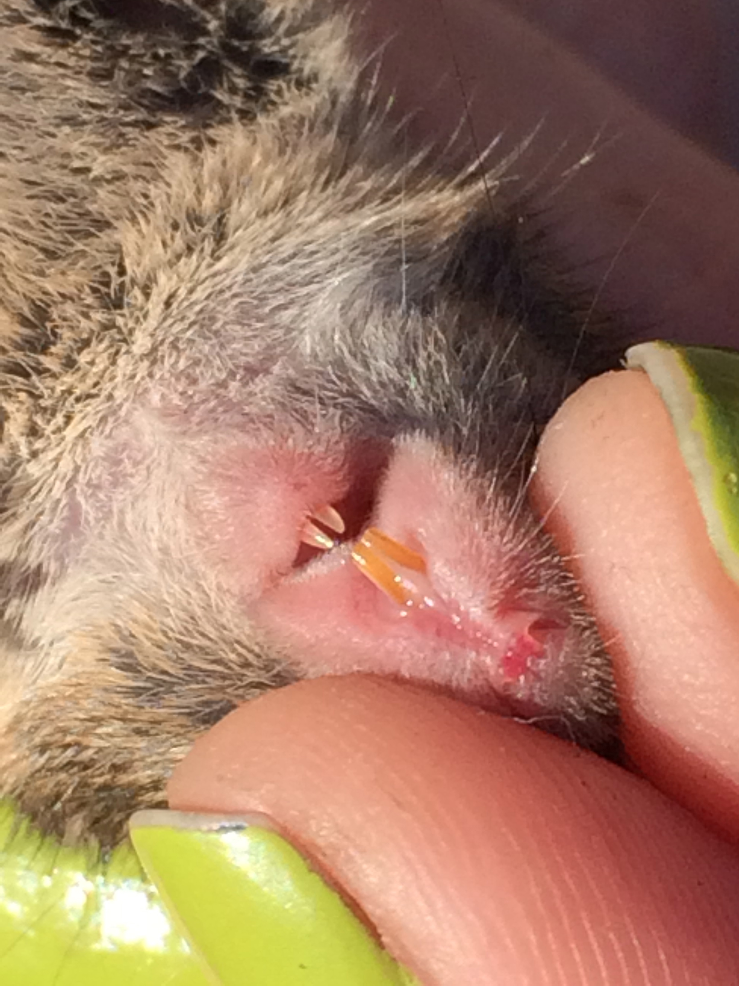 Salt Marsh Harvest Mouse's Teeth